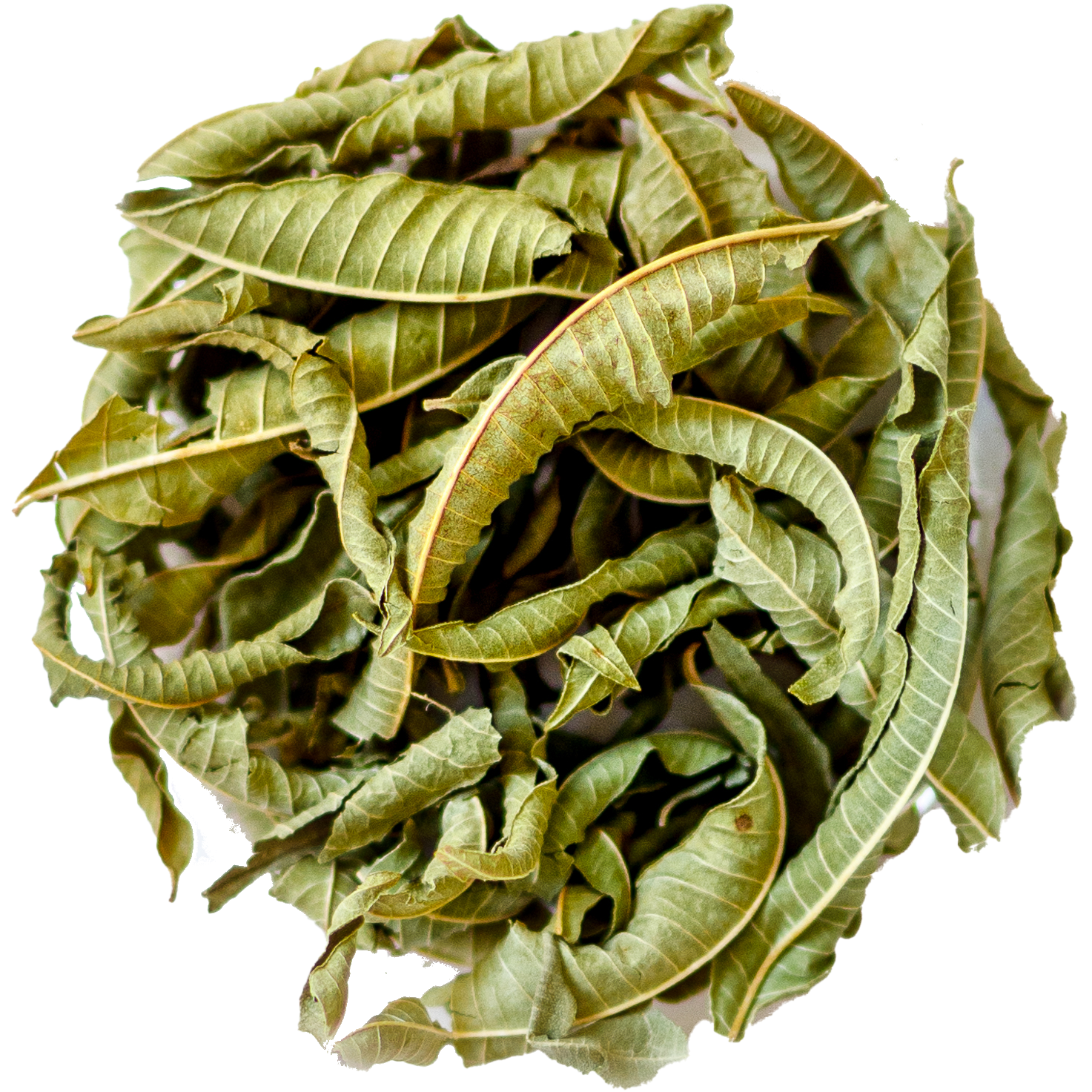 Verveine